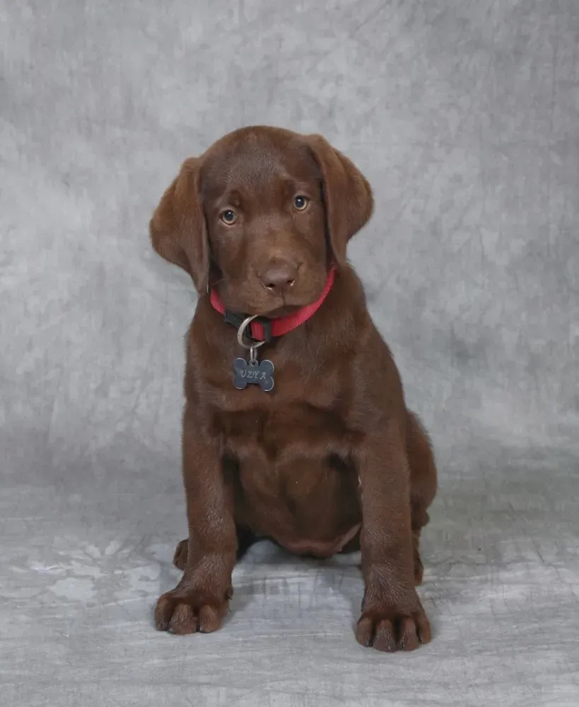 Shooting chiens (2)