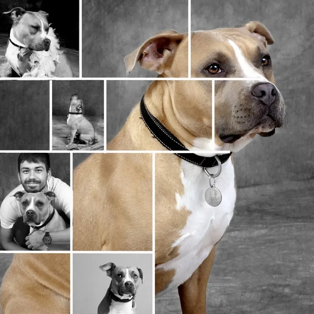 Shooting chiens